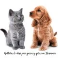 Galletas de at&uacute;n para perros y gatos con Thermomix