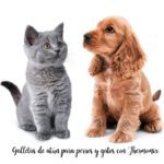Galletas de at&uacute;n para perros y gatos con Thermomix